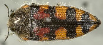 Media type: image;   Entomology 24428 Aspect: habitus dorsal view